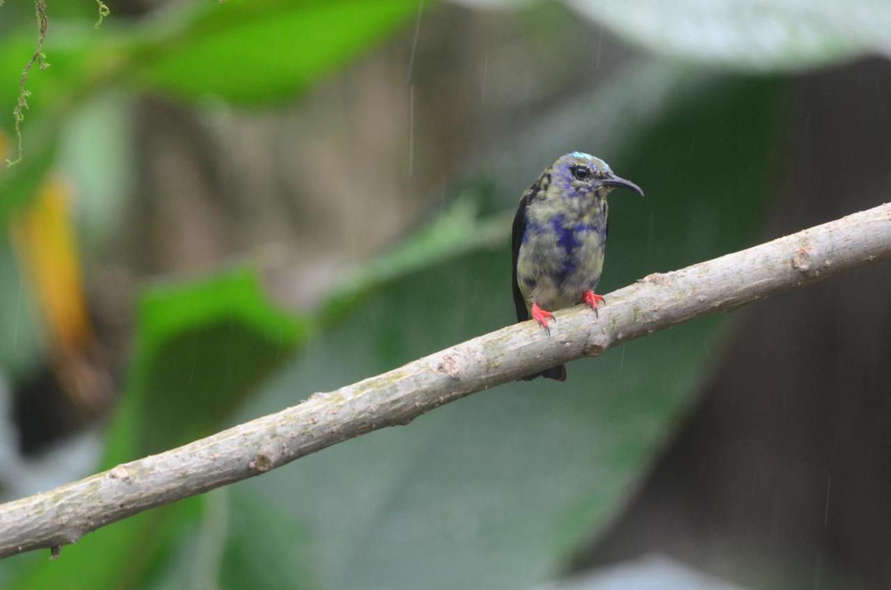 Bed and Breakfast Birds & Breakfast Costa Rica La Tigra  Exterior foto